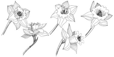 Bir vektör tarzda izole nergis kır çiçeği. İzole illüstrasyon öğesi. Bitki tam adı: nergis. Arka plan, doku, sarıcı desen, çerçeve veya kenarlık için vektör çiçek.