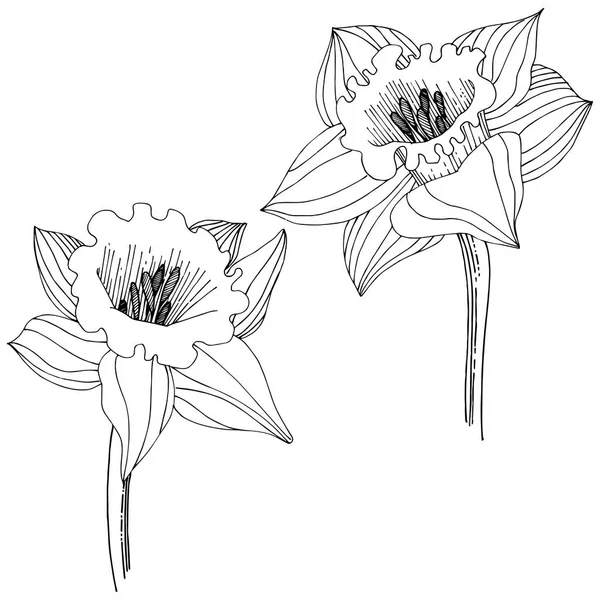 Narciso Fiore Selvatico Uno Stile Vettoriale Isolato Elemento Illustrazione Isolato — Vettoriale Stock