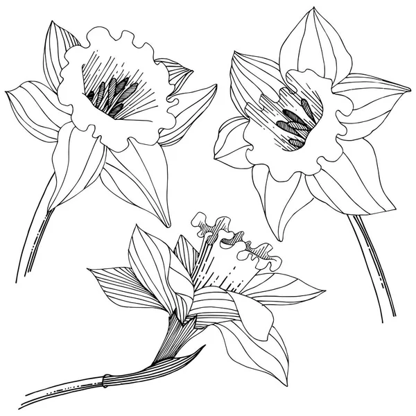 Narcissus Wildflower Stijl Van Een Vector Geïsoleerd Geïsoleerde Illustratie Element — Stockvector