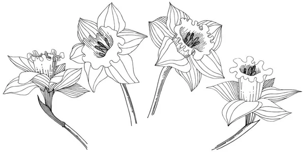 Narcisse Fleur Sauvage Dans Style Vectoriel Isolé Élément Illustration Isolé — Image vectorielle