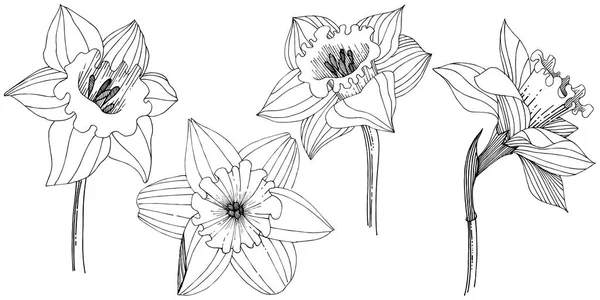 Narciso Fiore Selvatico Uno Stile Vettoriale Isolato Elemento Illustrazione Isolato — Vettoriale Stock
