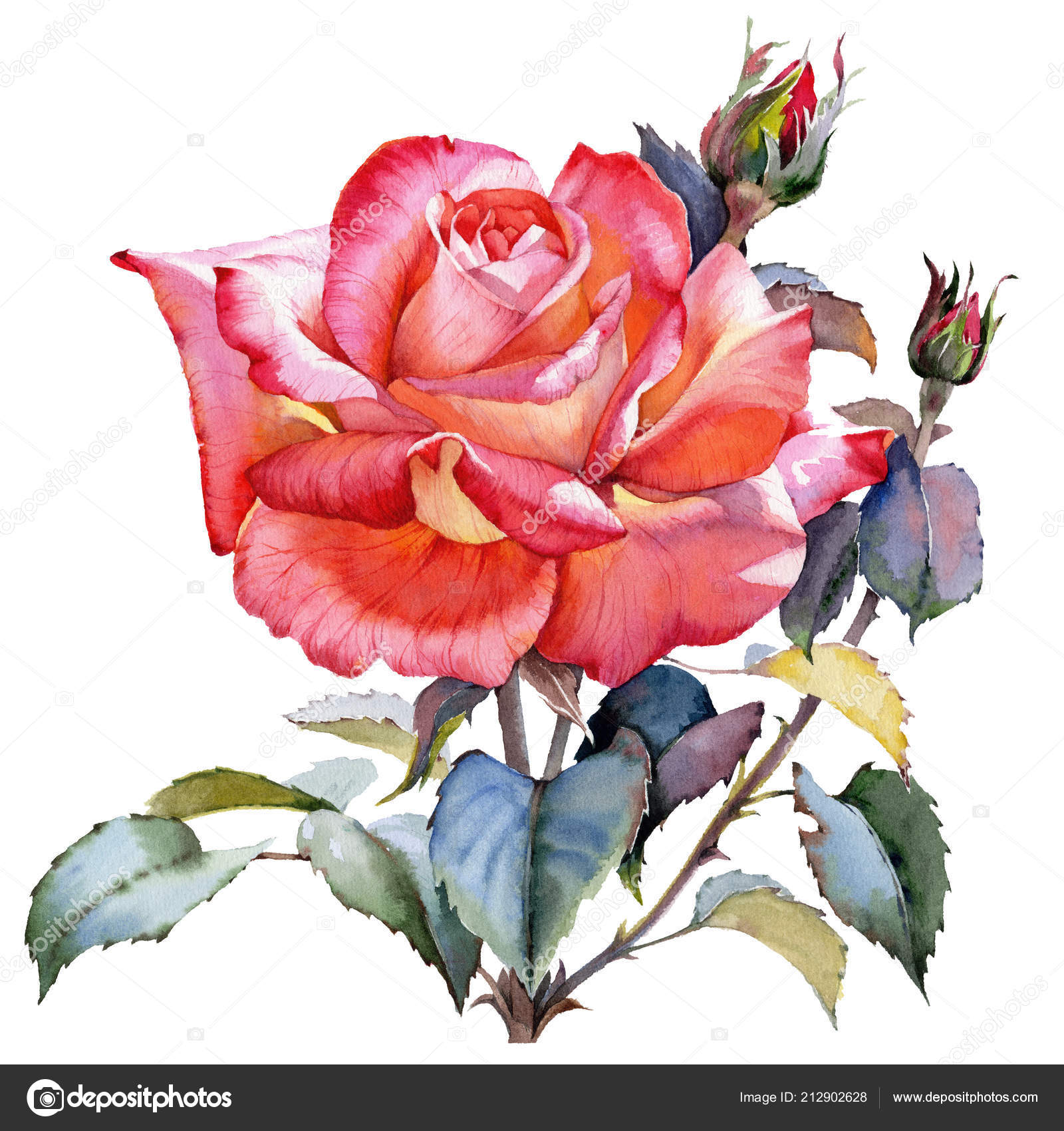 Watercolor Red Rose Realistic Flower Floral Botanical Flower Isolated  Illustration Stock Photo by ©MyStocks 212902628
