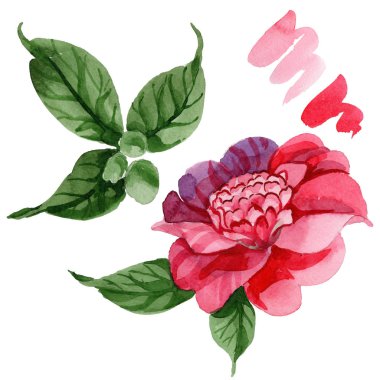 Sulu boya pembe Kamelya tırmanma çiçek. Botanik çiçek. İzole illüstrasyon öğesi. Arka plan, doku, sarıcı desen, çerçeve veya kenarlık için Aquarelle kır çiçeği.