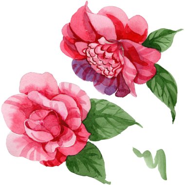 Sulu boya pembe Kamelya tırmanma çiçek. Botanik çiçek. İzole illüstrasyon öğesi. Arka plan, doku, sarıcı desen, çerçeve veya kenarlık için Aquarelle kır çiçeği.