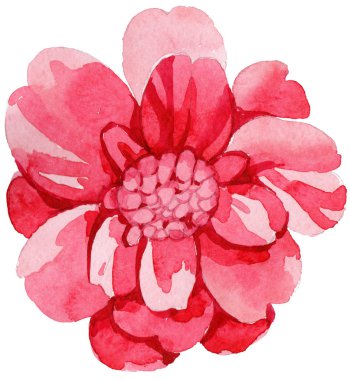 Sulu boya pembe Kamelya tırmanma çiçek. Botanik çiçek. İzole illüstrasyon öğesi. Arka plan, doku, sarıcı desen, çerçeve veya kenarlık için Aquarelle kır çiçeği.