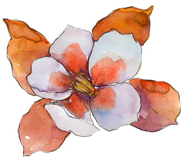 Aquarelle Orange Fleur Aquilegia Fleur Botanique Florale Élément Illustration Isolé — Photo