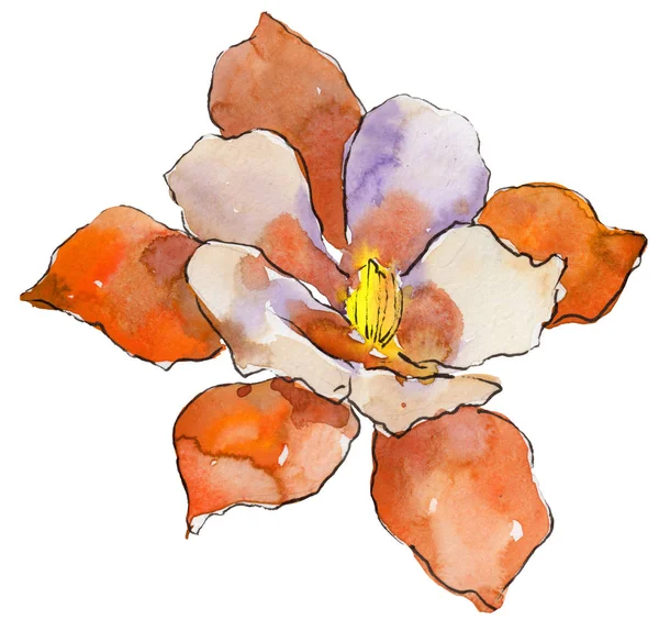 Acquerello Arancione Aquilegia Fiore Fiore Botanico Floreale Elemento Illustrazione Isolato — Foto Stock