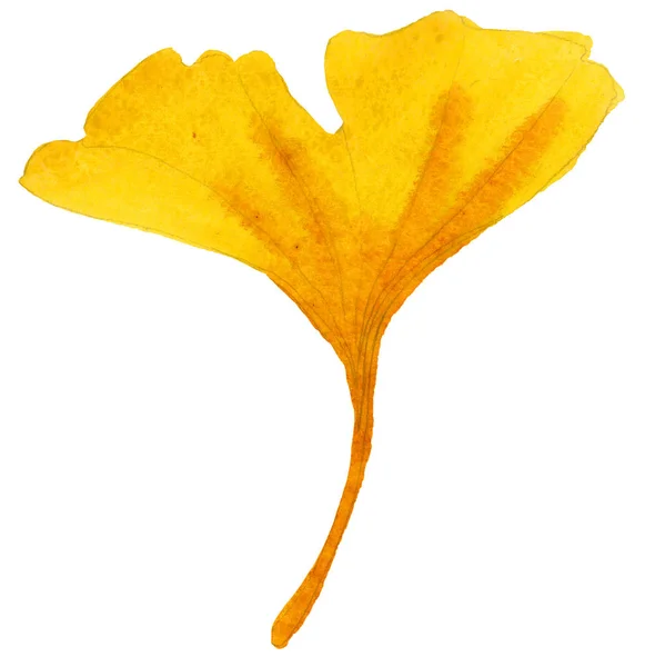 Orangenblätter Ginkgo Blattpflanze Botanischer Garten Florales Laub Isoliertes Illustrationselement Aquarellblatt — Stockfoto