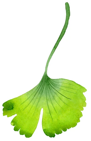 Πράσινα Φύλλα Ginkgo Φύλλο Φυτού Βοτανικός Κήπος Floral Φύλλωμα Απομονωμένη — Φωτογραφία Αρχείου