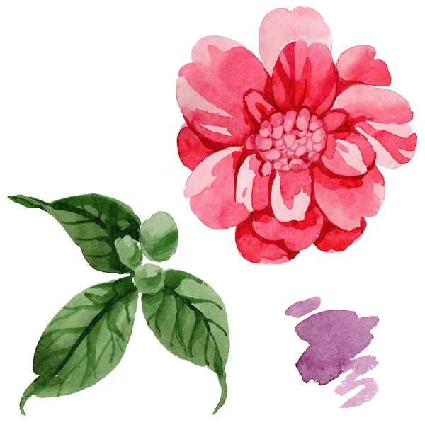 Aquarelle Rose Camélia Fleur Grimpante Fleur Botanique Florale Élément Illustration — Photo