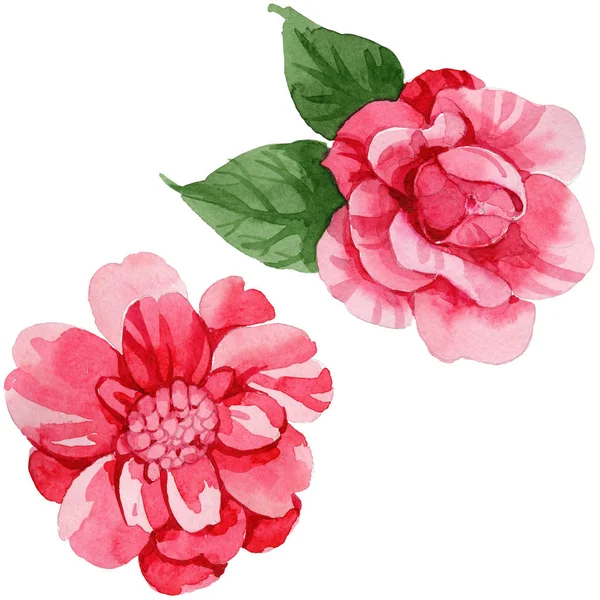 Aquarelle Rose Camélia Fleur Grimpante Fleur Botanique Florale Élément Illustration — Photo