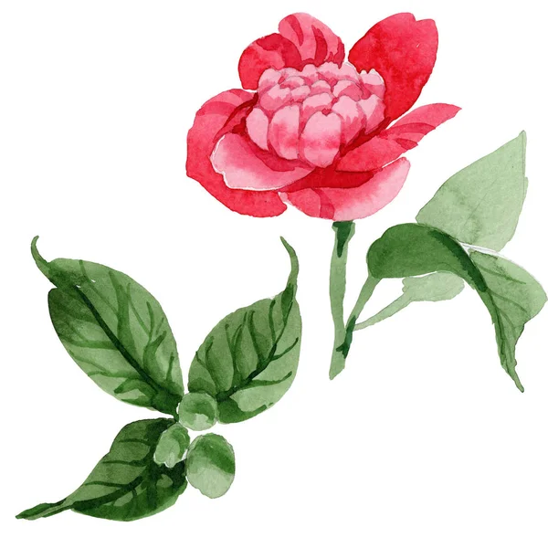 Aquarelle Rose Camélia Fleur Grimpante Fleur Botanique Florale Élément Illustration — Photo