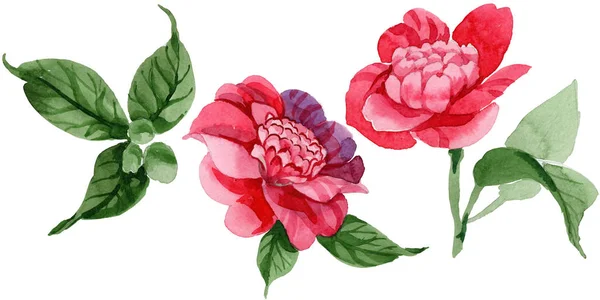 Aquarelle Rose Camélia Fleur Grimpante Fleur Botanique Florale Élément Illustration — Photo