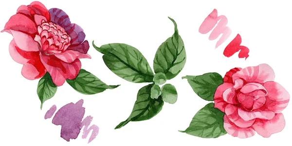 水彩粉红色茶花登山花 花卉植物花 独立的插图元素 包装图案 框架或边框的水彩画野花 — 图库照片