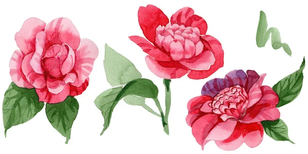 Aquarelle Rose Camélia Fleur Grimpante Fleur Botanique Florale Élément Illustration — Photo
