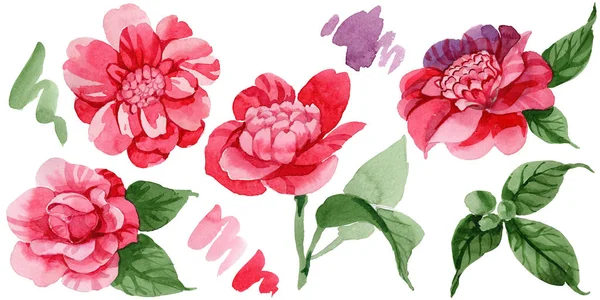 Aquarelle Rose Camélia Fleur Grimpante Fleur Botanique Florale Élément Illustration — Photo