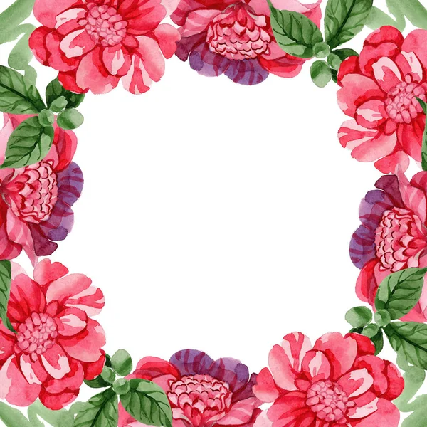 Acquerello Rosa Camelia Fiore Rampicante Fiore Botanico Floreale Quadrato Ornamento — Foto Stock