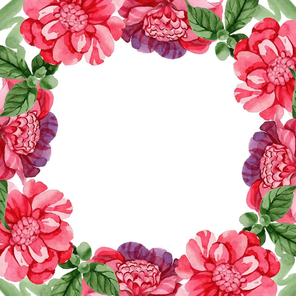 Akvarelu Růžové Camellia Lezeckou Květina Květinové Botanické Květin Frame Hranice — Stock fotografie