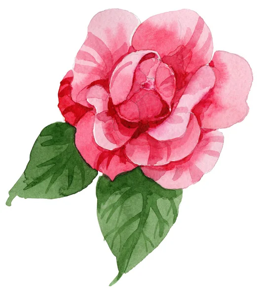 Acuarela Rosa Camelia Escalada Flor Flor Botánica Floral Elemento Ilustración — Foto de Stock