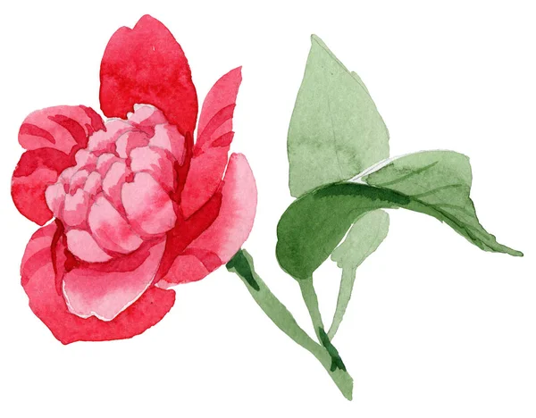 Watercolor Pink Camellia Climbing Flower Floral Botanical Flower Isolated Illustration — Stock Photo, Image
