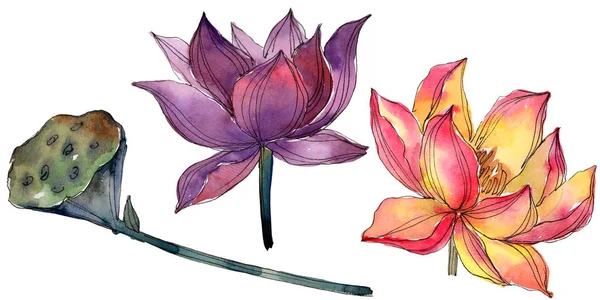 Акварель Красочный Цветок Лотоса Цветочный Ботанический Цветок Изолированный Элемент Иллюстрации — стоковое фото