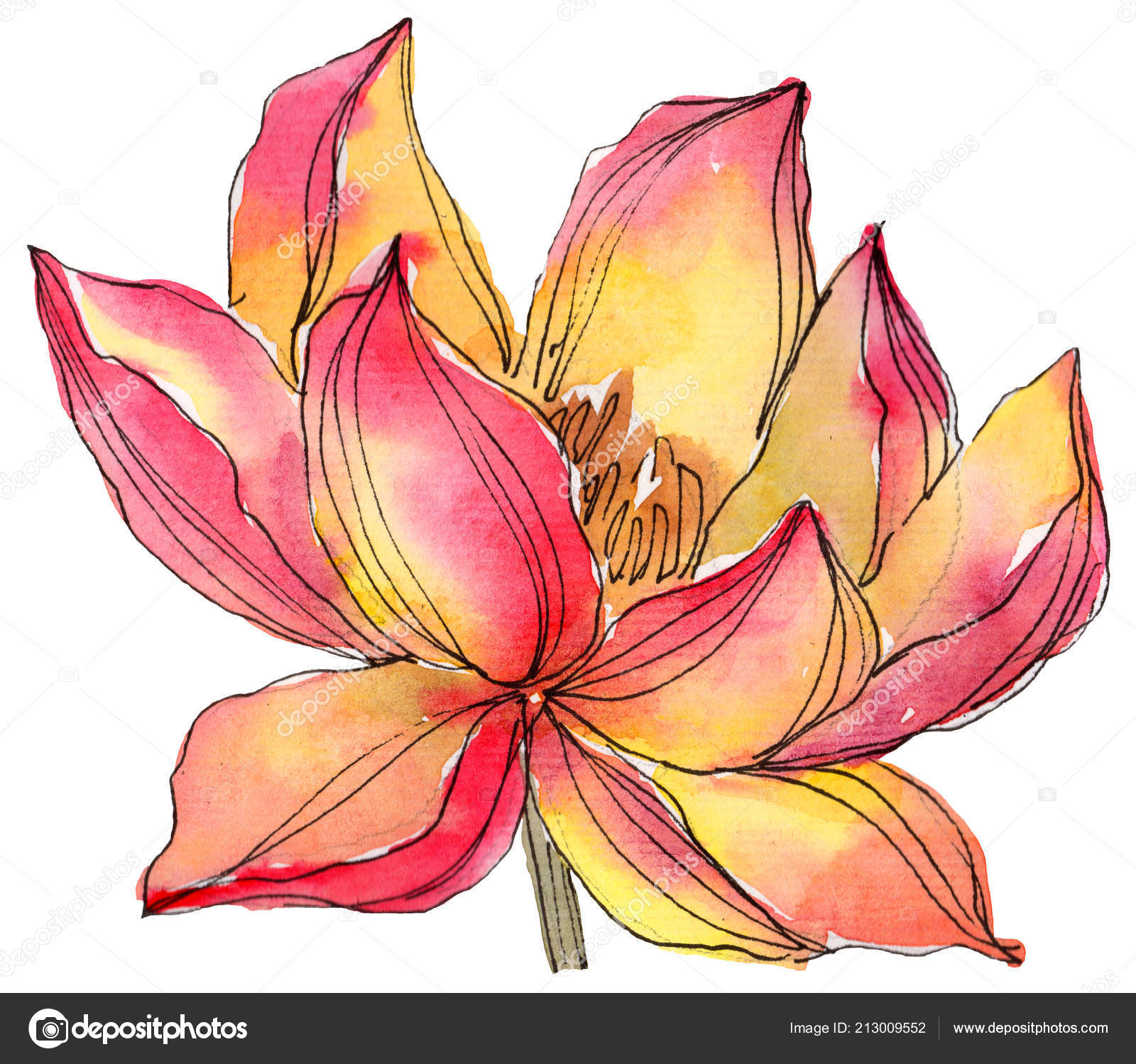 Watercolor Orange Lotus Flower Floral Botanical Flower Isolated  Illustration Element Stock Photo by ©MyStocks 213009552
