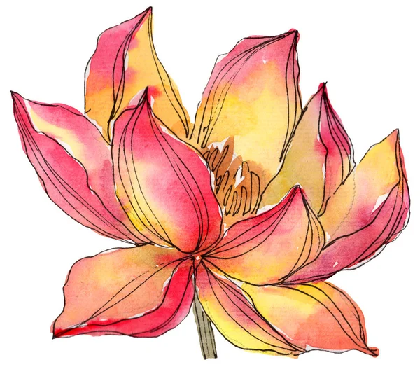 Aquarelle Fleur Lotus Orange Fleur Botanique Florale Élément Illustration Isolé — Photo