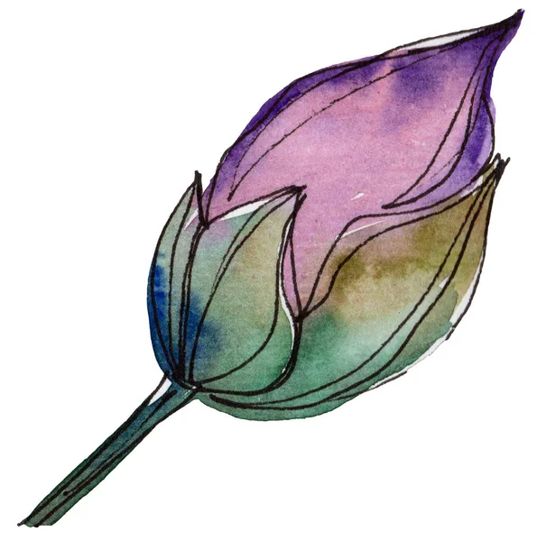 Фиолетовый Цветок Лотоса Цветочный Ботанический Цветок Изолированный Элемент Иллюстрации Aquarelle — стоковое фото