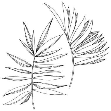 Vektör tropikal izole bir suluboya tarzında yaprak. Arka plan, doku, sarıcı desen, çerçeve veya sınır vektör yaprak.