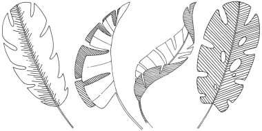 Vektör tropikal izole bir suluboya tarzında yaprak. Arka plan, doku, sarıcı desen, çerçeve veya sınır vektör yaprak.