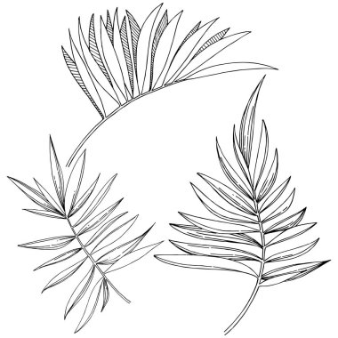 Vektör tropikal izole bir suluboya tarzında yaprak. Arka plan, doku, sarıcı desen, çerçeve veya sınır vektör yaprak.