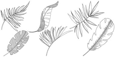 Vektör tropikal izole bir suluboya tarzında yaprak. Arka plan, doku, sarıcı desen, çerçeve veya sınır vektör yaprak.