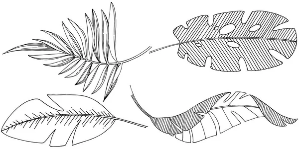 Feuilles Tropicales Vectorielles Dans Style Aquarelle Isolé Feuille Vectorielle Pour — Image vectorielle