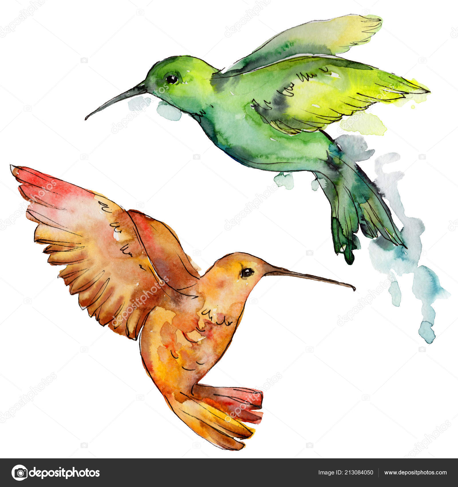 Sky Oiseau Colibri Coloré Dans Une Faune Style Aquarelle