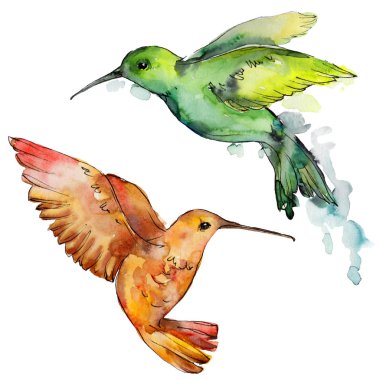 Gökyüzü kuş renkli colibri bir yaban hayatı izole suluboya stili tarafından içinde. Vahşi özgürlük, uçan kanatlı bir kuş. Aquarelle kuş arka plan, doku, desen, çerçeve, kenarlık veya dövme için.
