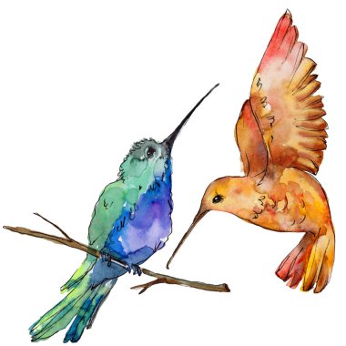 Gökyüzü kuş renkli colibri bir yaban hayatı izole suluboya stili tarafından içinde. Vahşi özgürlük, uçan kanatlı bir kuş. Aquarelle kuş arka plan, doku, desen, çerçeve, kenarlık veya dövme için.