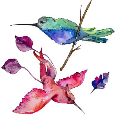 Gökyüzü kuş renkli colibri bir yaban hayatı izole suluboya stili tarafından içinde. Vahşi özgürlük, uçan kanatlı bir kuş. Aquarelle kuş arka plan, doku, desen, çerçeve, kenarlık veya dövme için.