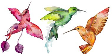 Gökyüzü kuş renkli colibri bir yaban hayatı izole suluboya stili tarafından içinde. Vahşi özgürlük, uçan kanatlı bir kuş. Aquarelle kuş arka plan, doku, desen, çerçeve, kenarlık veya dövme için.