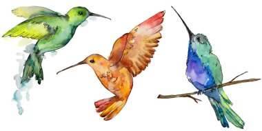 Gökyüzü kuş renkli colibri bir yaban hayatı izole suluboya stili tarafından içinde. Vahşi özgürlük, uçan kanatlı bir kuş. Aquarelle kuş arka plan, doku, desen, çerçeve, kenarlık veya dövme için.