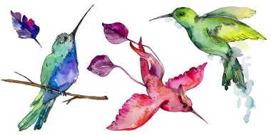 Gökyüzü kuş renkli colibri bir yaban hayatı izole suluboya stili tarafından içinde. Vahşi özgürlük, uçan kanatlı bir kuş. Aquarelle kuş arka plan, doku, desen, çerçeve, kenarlık veya dövme için.