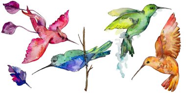 Gökyüzü kuş renkli colibri bir yaban hayatı izole suluboya stili tarafından içinde. Vahşi özgürlük, uçan kanatlı bir kuş. Aquarelle kuş arka plan, doku, desen, çerçeve, kenarlık veya dövme için.