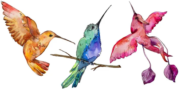 Himmel Vogel Bunte Colibri Einer Tierwelt Von Aquarell Stil Isoliert — Stockfoto