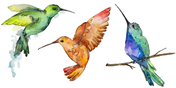 Sky Bird Colorful Colibri Wildlife Watercolor Style Isolated Wild Freedom — Stock Photo, Image