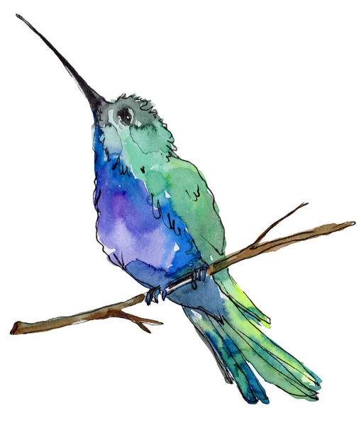 Небесний Птах Синій Колібрі Дикій Природі Акварельним Стилем Ізольовано Дика — стокове фото