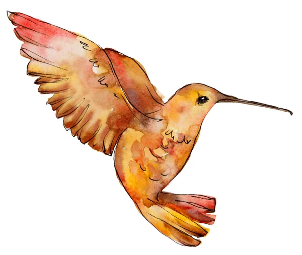 Sky Bird Orange Colibri Wildlife Watercolor Style Isolated Wild Freedom — Stock Photo, Image