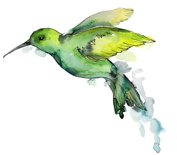 Небесная Птица Зеленая Колибри Дикой Природе Акварельном Стиле Изолирована Дикая — стоковое фото