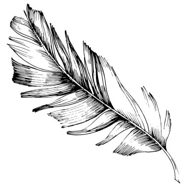 Vektör kuş tüyü izole Wing. İzole illüstrasyon öğesi. Arka plan, doku, sarıcı desen, çerçeve veya sınır vektör tüy.