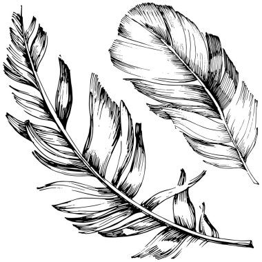 Vektör kuş tüyü izole Wing. İzole illüstrasyon öğesi. Arka plan, doku, sarıcı desen, çerçeve veya sınır vektör tüy.