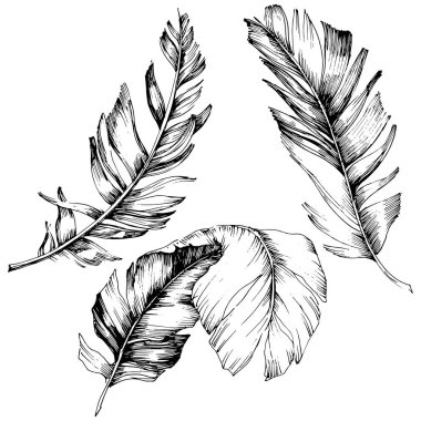 Vektör kuş tüyü izole Wing. İzole illüstrasyon öğesi. Arka plan, doku, sarıcı desen, çerçeve veya sınır vektör tüy.