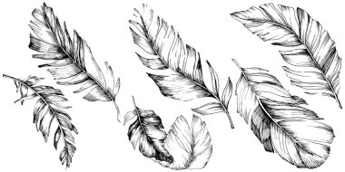 Vektör kuş tüyü izole Wing. İzole illüstrasyon öğesi. Arka plan, doku, sarıcı desen, çerçeve veya sınır vektör tüy.